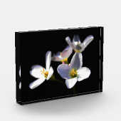 Cardamine Pratensis Blume pbcna Fotoblock (Links)