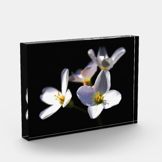 Cardamine Pratensis Blume pbcna Fotoblock (Links)