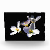 Cardamine Pratensis Blume pbcnm Fotoblock (Vorderseite)