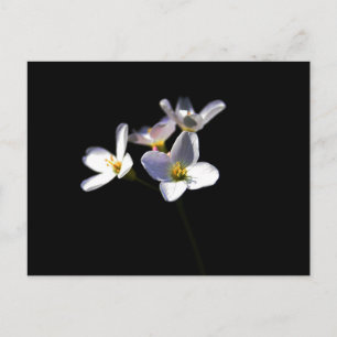 Cardamine Pratensis Blume pccnm Postkarte