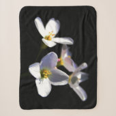 Cardamine Pratensis Blume sbcna Sherpadecke (Vorderseite)