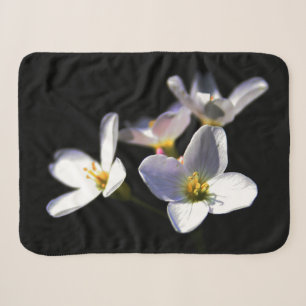 Cardamine Pratensis Blume sbcna Sherpadecke