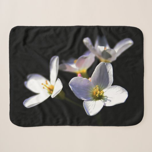 Cardamine Pratensis Blume sbcna Sherpadecke (Vorderseite (Horizontal))