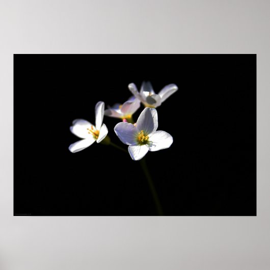 Cardamine Pratensis Blume wapcna Poster (Vorne)
