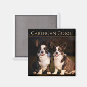 Cardigan Welsh Corgi Magnet (Vorderseite/Rückseite)