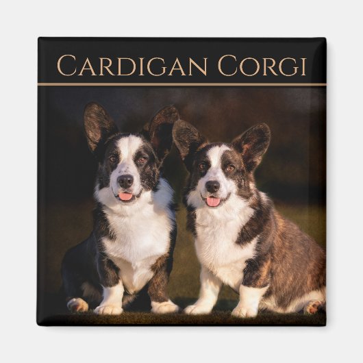 Cardigan Welsh Corgi Magnet (Vorne)