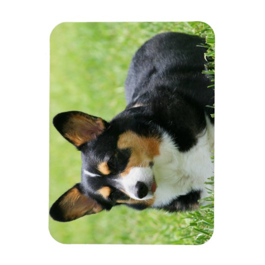Cardigan Welsh Corgi Magnet (Vertikal)
