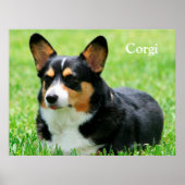 Cardigan Welsh Corgi Poster (Vorne)