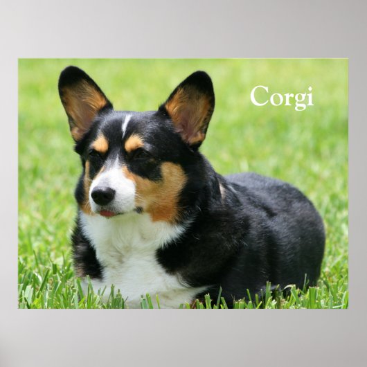 Cardigan Welsh Corgi Poster (Vorne)