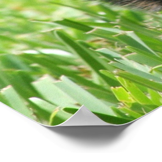 Cardigan Welsh Corgi Poster (Ecke)