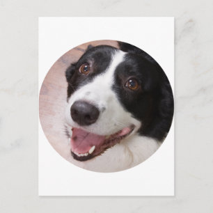 Cardigan Welsh Corgi Postkarte