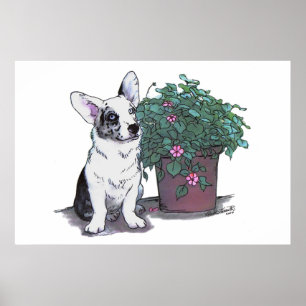 Cardigan Welsh Corgi Print ~ Blue Merle Poster