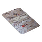 Cardinal family magnet (Rechte Seite)