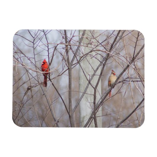 Cardinal family magnet (Horizontal)