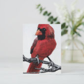 Cardinal  feiertagskarte (Stehend Vorderseite)