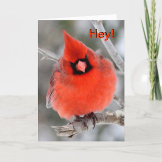 Cardinal Greeting Card 2 Feiertagskarte