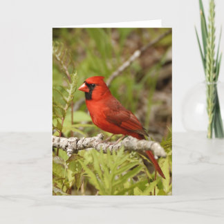 Cardinal Note Card Karte