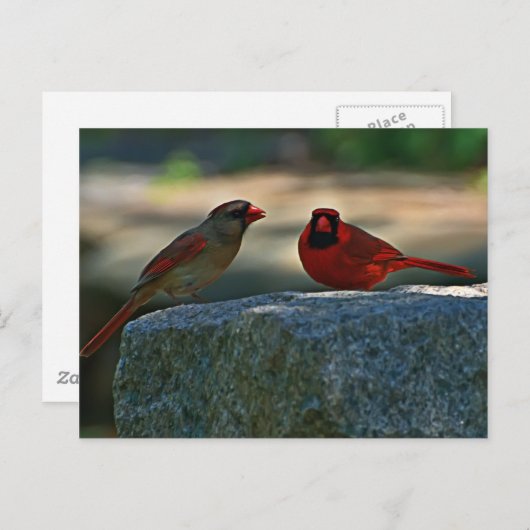 Cardinal Pair Old Lynchburg City Cemetery Postkarte (Vorne/Hinten)