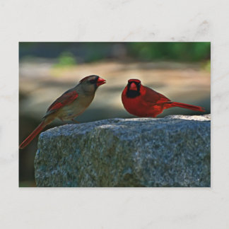Cardinal Pair Old Lynchburg City Cemetery Postkarte