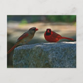 Cardinal Pair Old Lynchburg City Cemetery Postkarte (Vorderseite)