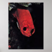 Cardinalfish Portrait Poster (Vorne)