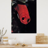 Cardinalfish Portrait Poster (Küche)