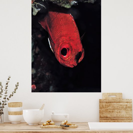 Cardinalfish Portrait Poster (Küche)