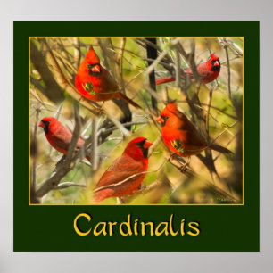 Cardinalis - POSTER - Collage of Kardinals