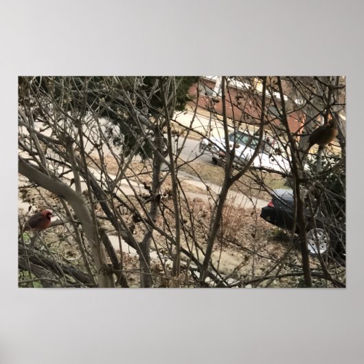 Cardinals Poster (Vorne)