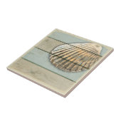 Cardita Muschel Fliese (Seite)