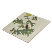 Cardos Spinosus: Käfer und Raupen, Platte 6 Fliese (Seite)