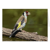 Carduelis carduelis (Vorderseite (Horizontal))