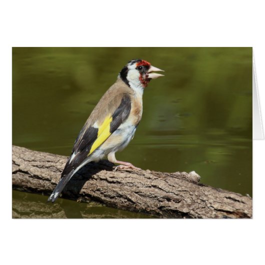 Carduelis carduelis (Vorderseite (Horizontal))