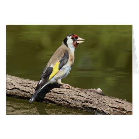 Carduelis carduelis (Vorderseite (Horizontal))