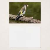 Carduelis carduelis (Vorne & Hinten)