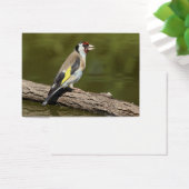 Carduelis carduelis (Schreibtisch)