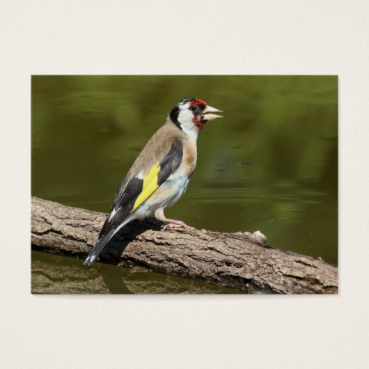 Carduelis carduelis (Vorderseite)