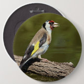 Carduelis carduelis button (Vorne & Hinten)
