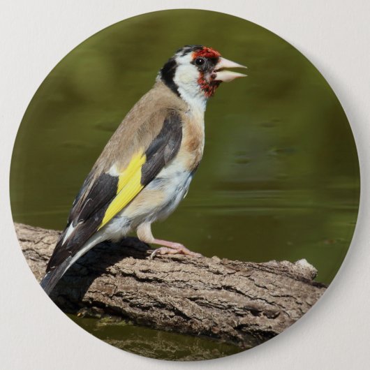 Carduelis carduelis button (Vorderseite)