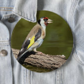 Carduelis carduelis button (Beispiel)