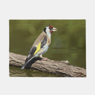 Carduelis carduelis fußmatte