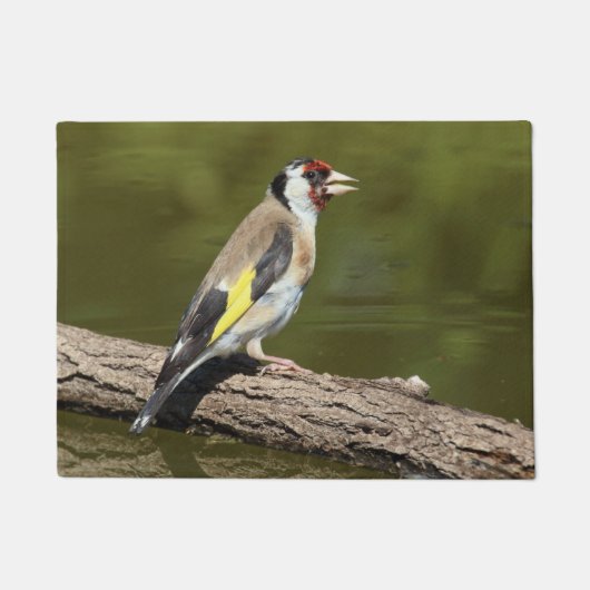 Carduelis carduelis fußmatte (Vorderseite)