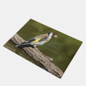 Carduelis carduelis fußmatte (Schrägansicht)