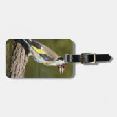 Carduelis carduelis gepäckanhänger (Vorderseite horizontal)