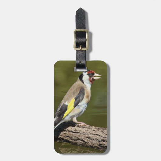 Carduelis carduelis gepäckanhänger (Vorderseite vertikal)