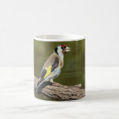 Carduelis carduelis kaffeetasse (Mittel)