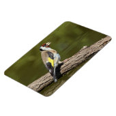 Carduelis carduelis magnet (Linke Seite)