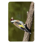 Carduelis carduelis magnet (Vertikal)