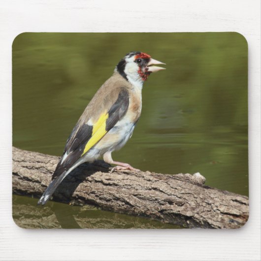 Carduelis carduelis mousepad (Vorne)