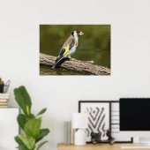 Carduelis carduelis poster (Heimbüro)